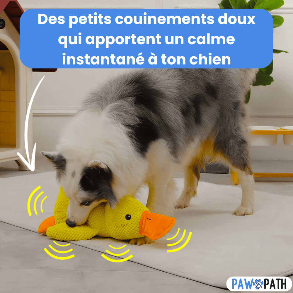 PawPlush™ - Le Canard Anti-Stress