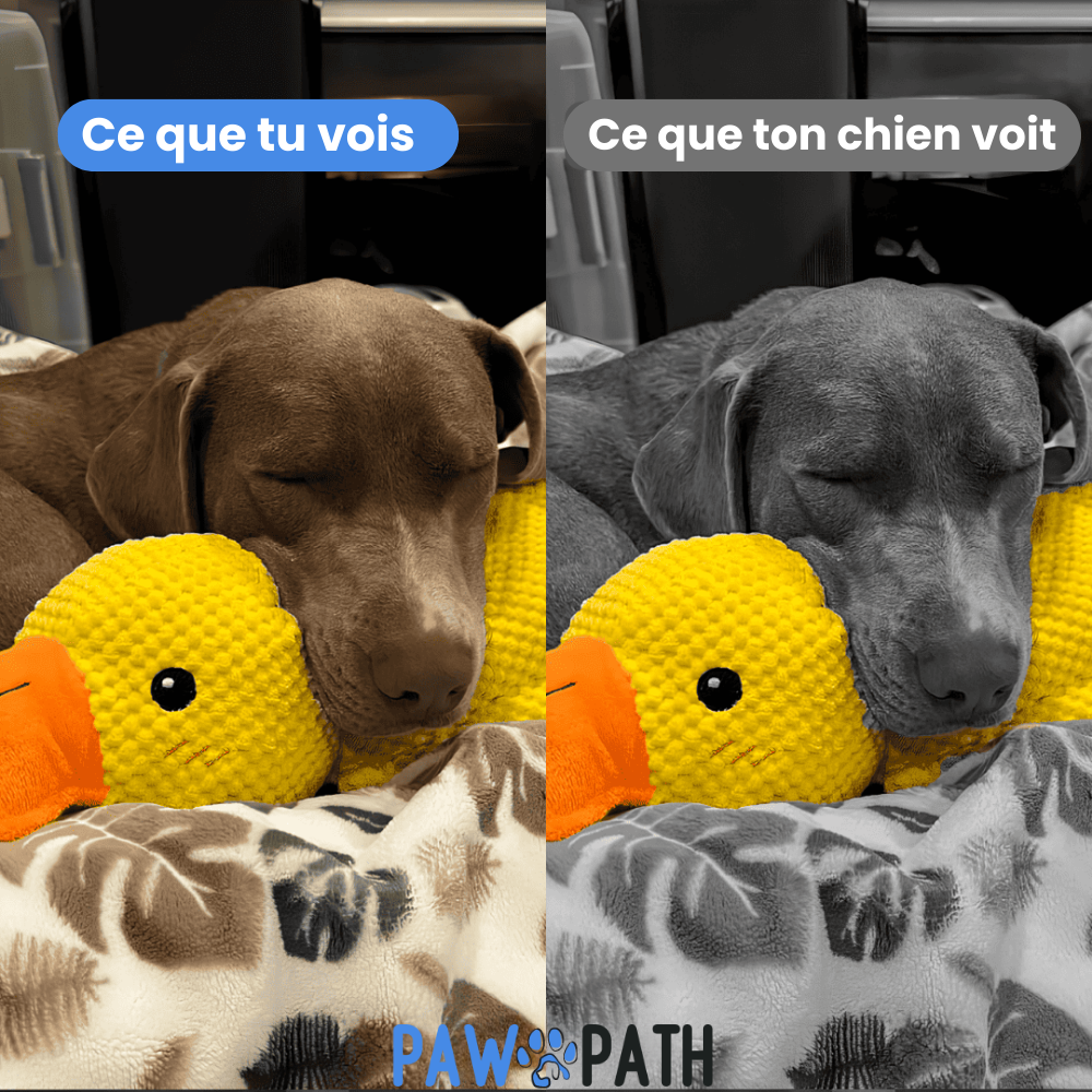 PawPlush™ - Le Canard Anti-Stress